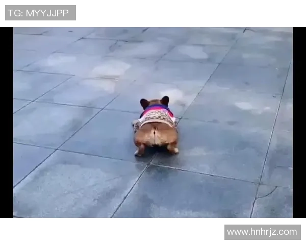 狗狗在足球场上的疯狂表现竟然导致足球被咬烂的趣味故事